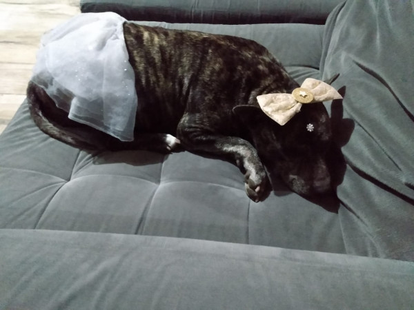 feminha-adulta-castrada-pra-adocao-adocao-doacao-cachorro-gato-3