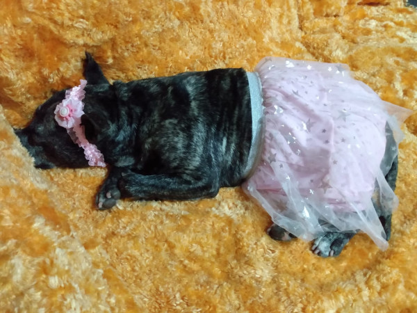 feminha-adulta-castrada-pra-adocao-adocao-doacao-cachorro-gato-1
