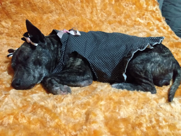feminha-adulta-castrada-pra-adocao-adocao-doacao-cachorro-gato-2