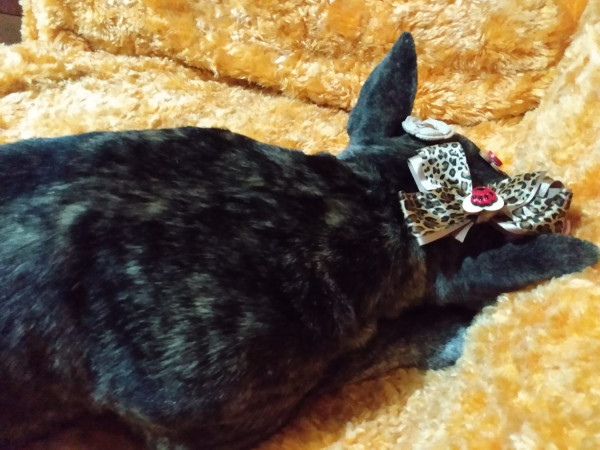 feminha-adulta-castrada-pra-adocao-adocao-doacao-cachorro-gato-4