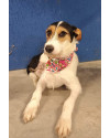 penelope-small-3