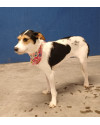 penelope-small-2