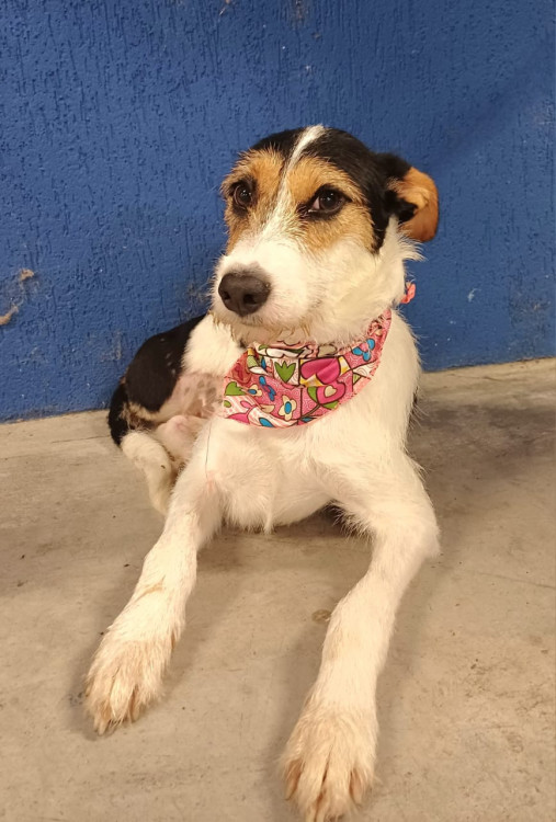 penelope-adocao-doacao-cachorro-gato-3