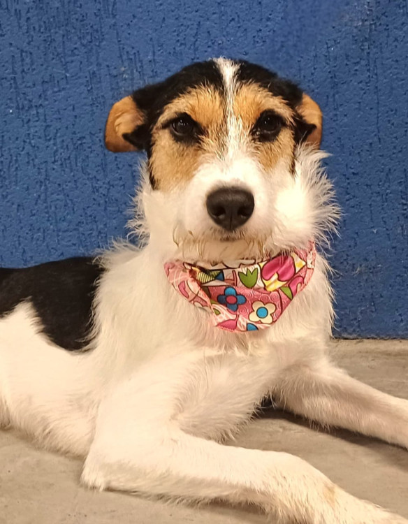 penelope-adocao-doacao-cachorro-gato-0
