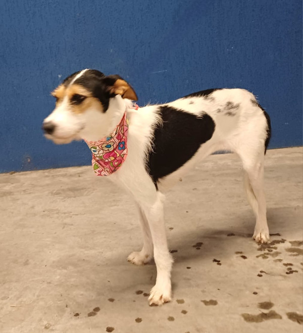 penelope-adocao-doacao-cachorro-gato-2