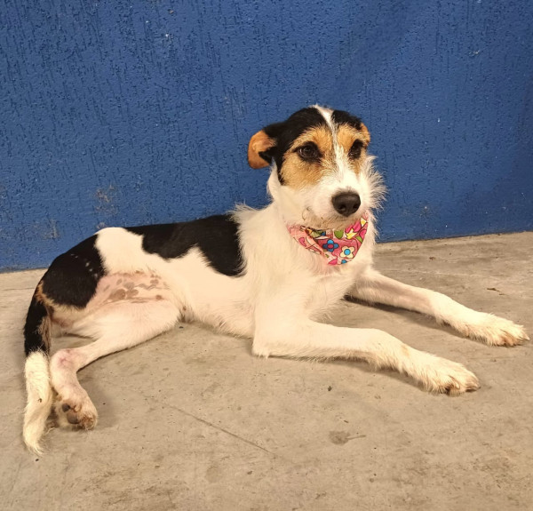 penelope-adocao-doacao-cachorro-gato-1