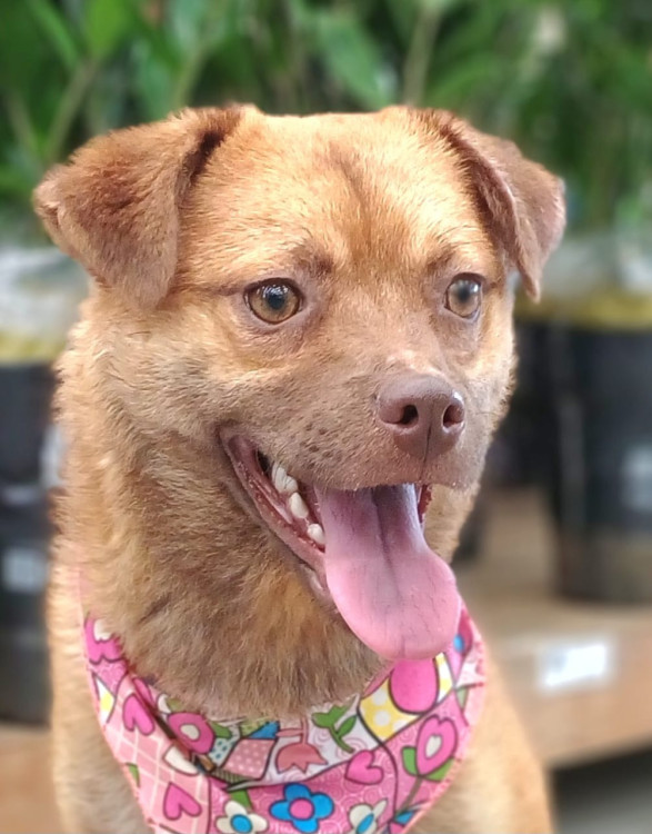 bebel-adocao-doacao-cachorro-gato-0