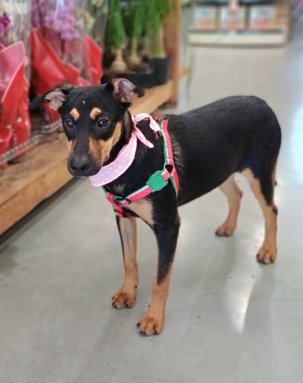 liz-adocao-doacao-cachorro-gato-2