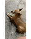 mel-cachorrinha-perdida-small-1