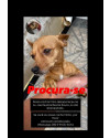 mel-cachorrinha-perdida-small-2