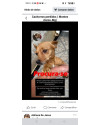 mel-cachorrinha-perdida-small-0