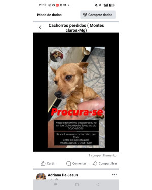 Mel cachorrinha perdida