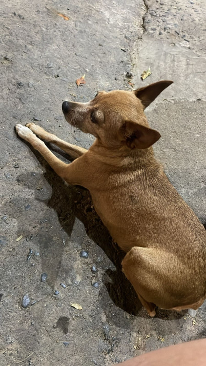 mel-cachorrinha-perdida-adocao-doacao-cachorro-gato-1
