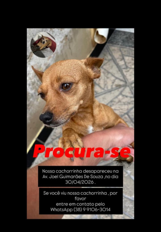 mel-cachorrinha-perdida-adocao-doacao-cachorro-gato-2
