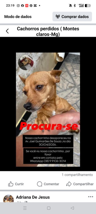 mel-cachorrinha-perdida-adocao-doacao-cachorro-gato-0