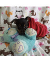 pequeno-will-small-3