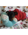 pequeno-will-small-1