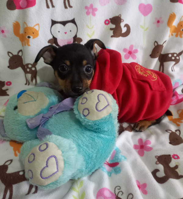 pequeno-will-adocao-doacao-cachorro-gato-2
