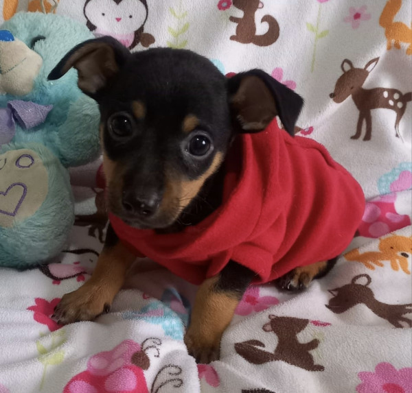 pequeno-will-adocao-doacao-cachorro-gato-0
