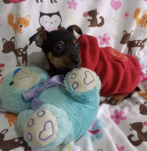 pequeno-will-adocao-doacao-cachorro-gato-4
