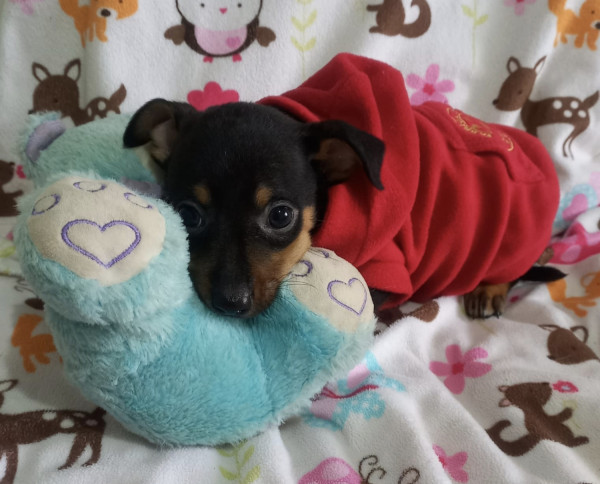 pequeno-will-adocao-doacao-cachorro-gato-1