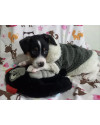 amado-keanu-small-2