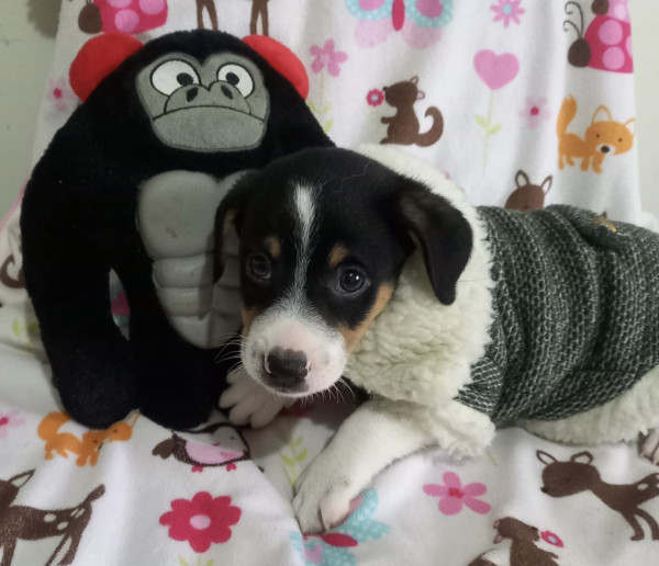 amado-keanu-adocao-doacao-cachorro-gato-3
