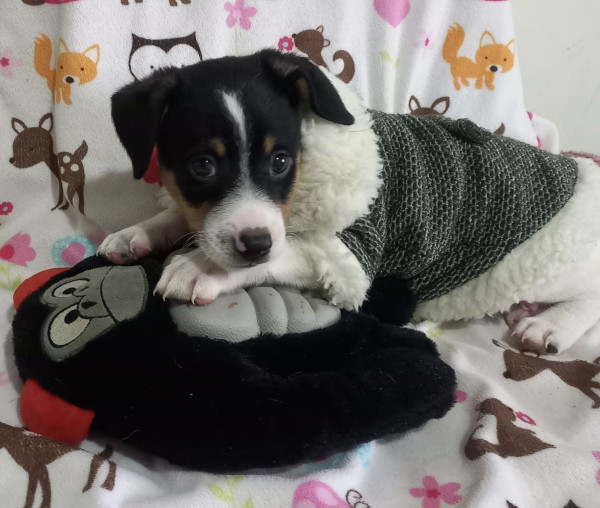 amado-keanu-adocao-doacao-cachorro-gato-4