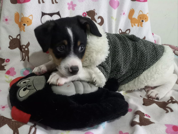 amado-keanu-adocao-doacao-cachorro-gato-2