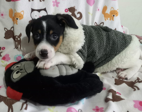 amado-keanu-adocao-doacao-cachorro-gato-1