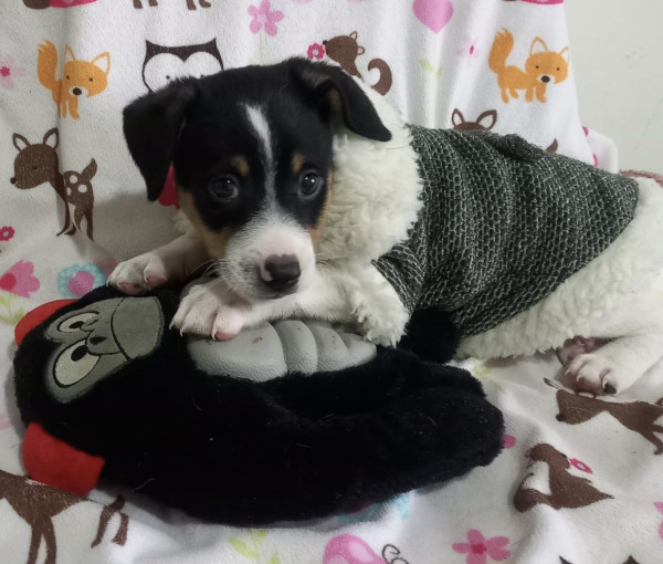 amado-keanu-adocao-doacao-cachorro-gato-0