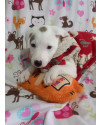 lindo-charlize-small-4