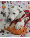 lindo-charlize-small-2