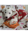 lindo-charlize-small-3
