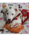 lindo-charlize-small-1