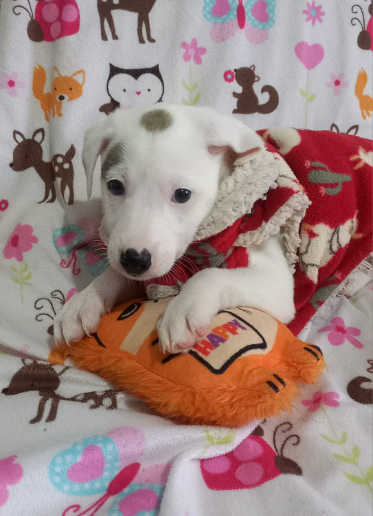 lindo-charlize-adocao-doacao-cachorro-gato-4