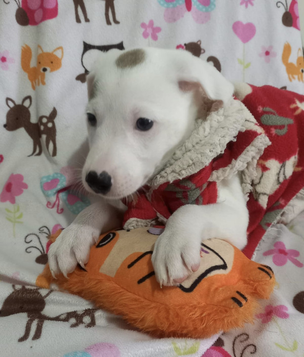 lindo-charlize-adocao-doacao-cachorro-gato-2