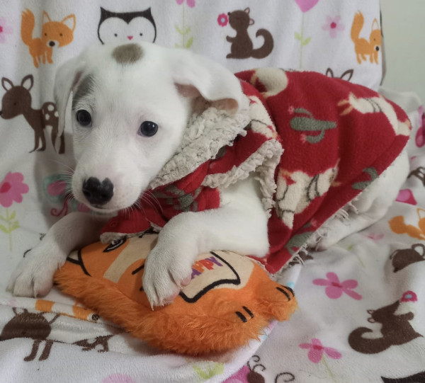 lindo-charlize-adocao-doacao-cachorro-gato-3