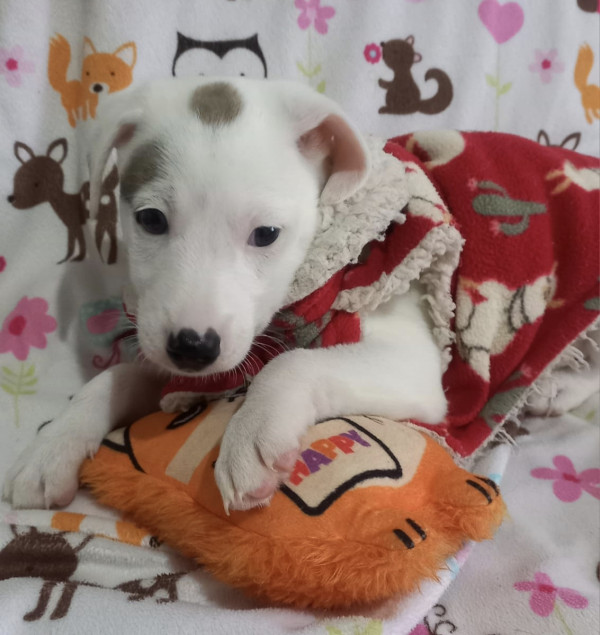 lindo-charlize-adocao-doacao-cachorro-gato-1