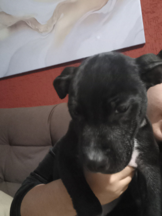 doacao-de-filhote-que-foi-abandonado-adocao-doacao-cachorro-gato-0