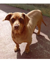 doacao-macho-castrado-small-0