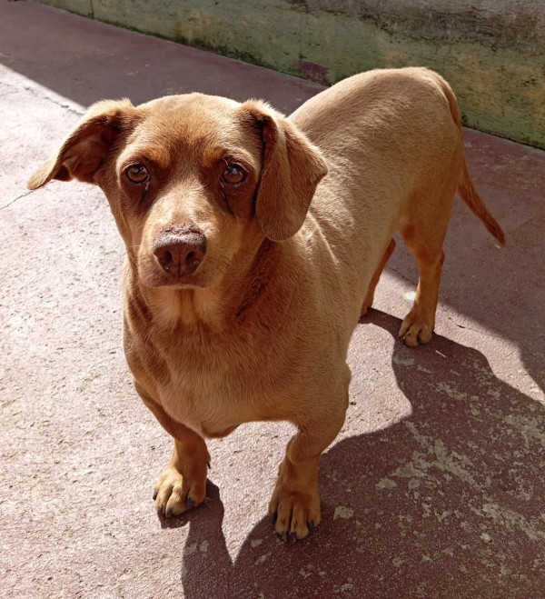 doacao-macho-castrado-adocao-doacao-cachorro-gato-0