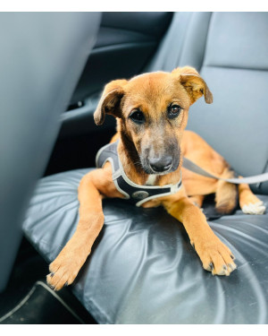 Occy (Óki), um cão demais de tão especial!