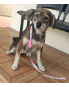 princesa-small-1