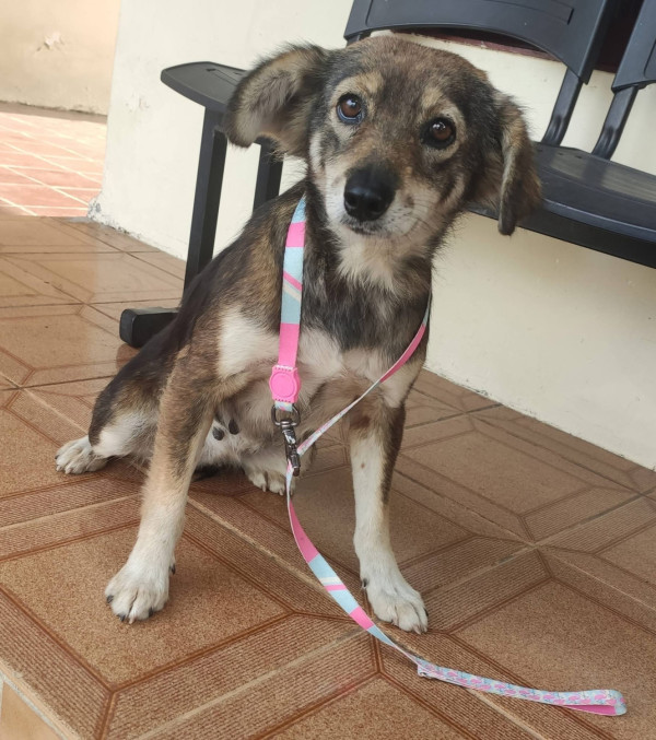 princesa-adocao-doacao-cachorro-gato-1