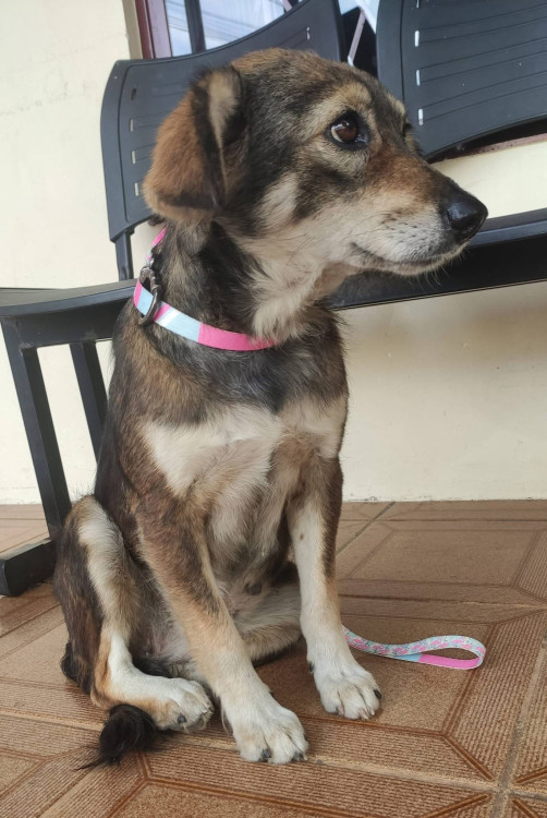 princesa-adocao-doacao-cachorro-gato-2