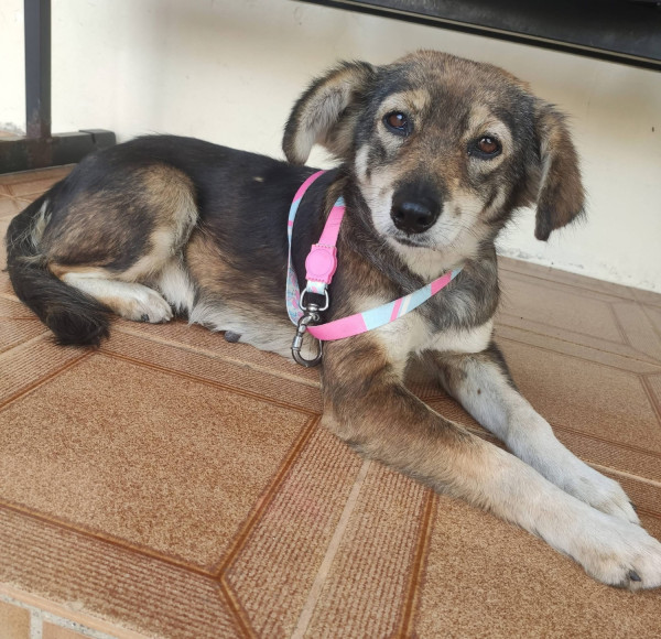 princesa-adocao-doacao-cachorro-gato-0