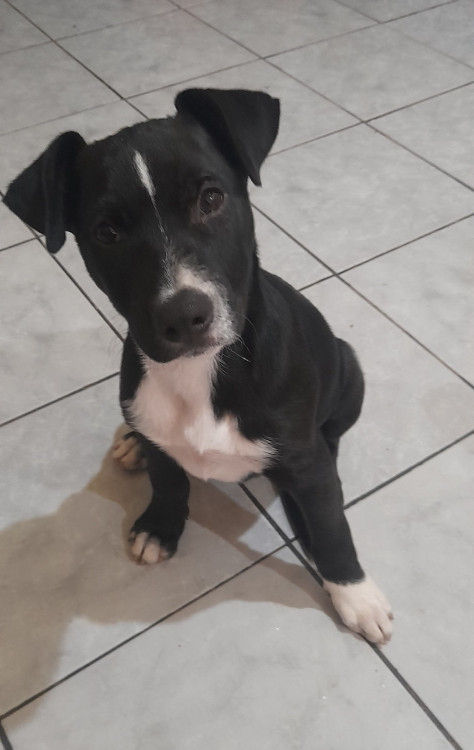nego-1-adocao-doacao-cachorro-gato-0