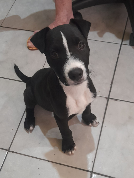 nego-2-adocao-doacao-cachorro-gato-0