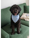 alfredo-fofao-mestico-poodle-small-1